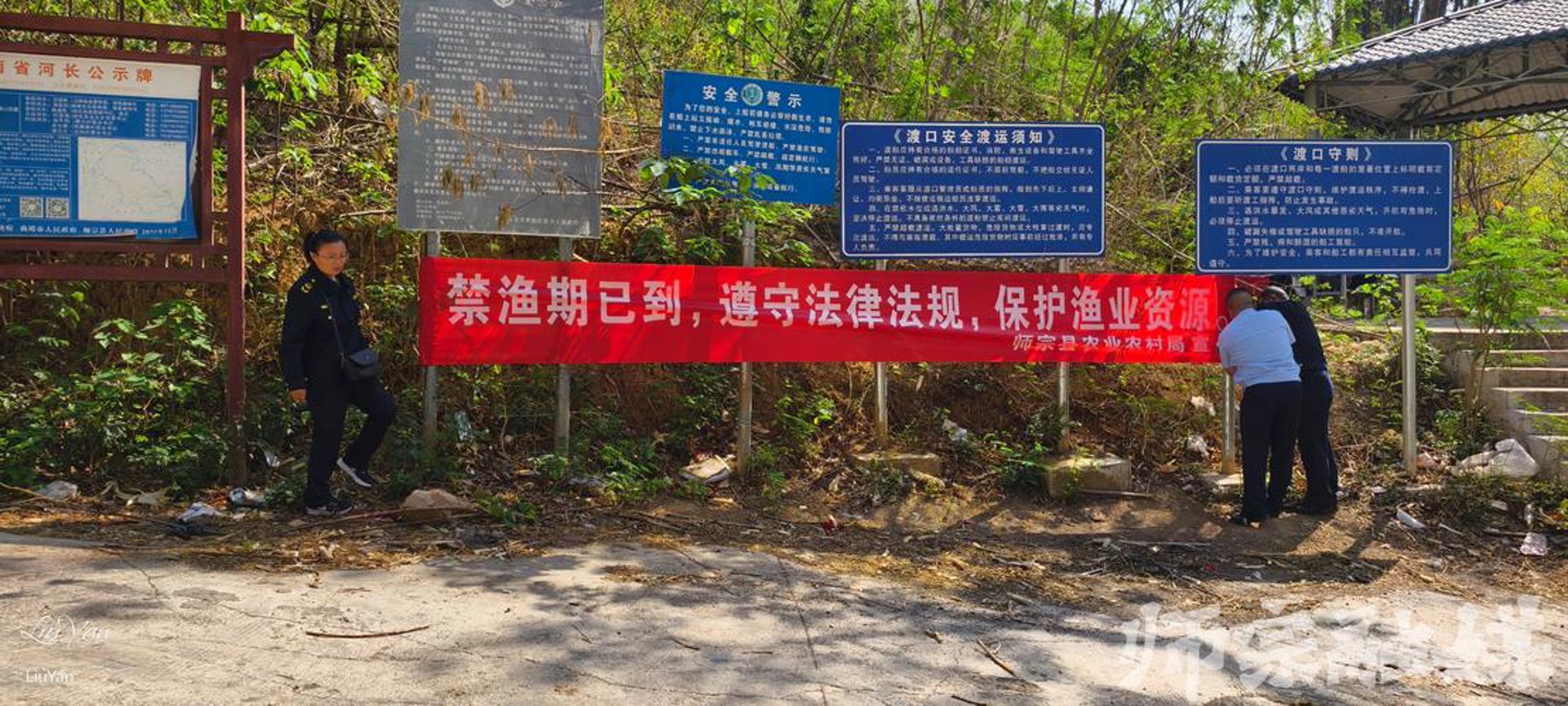 天海金槐种植