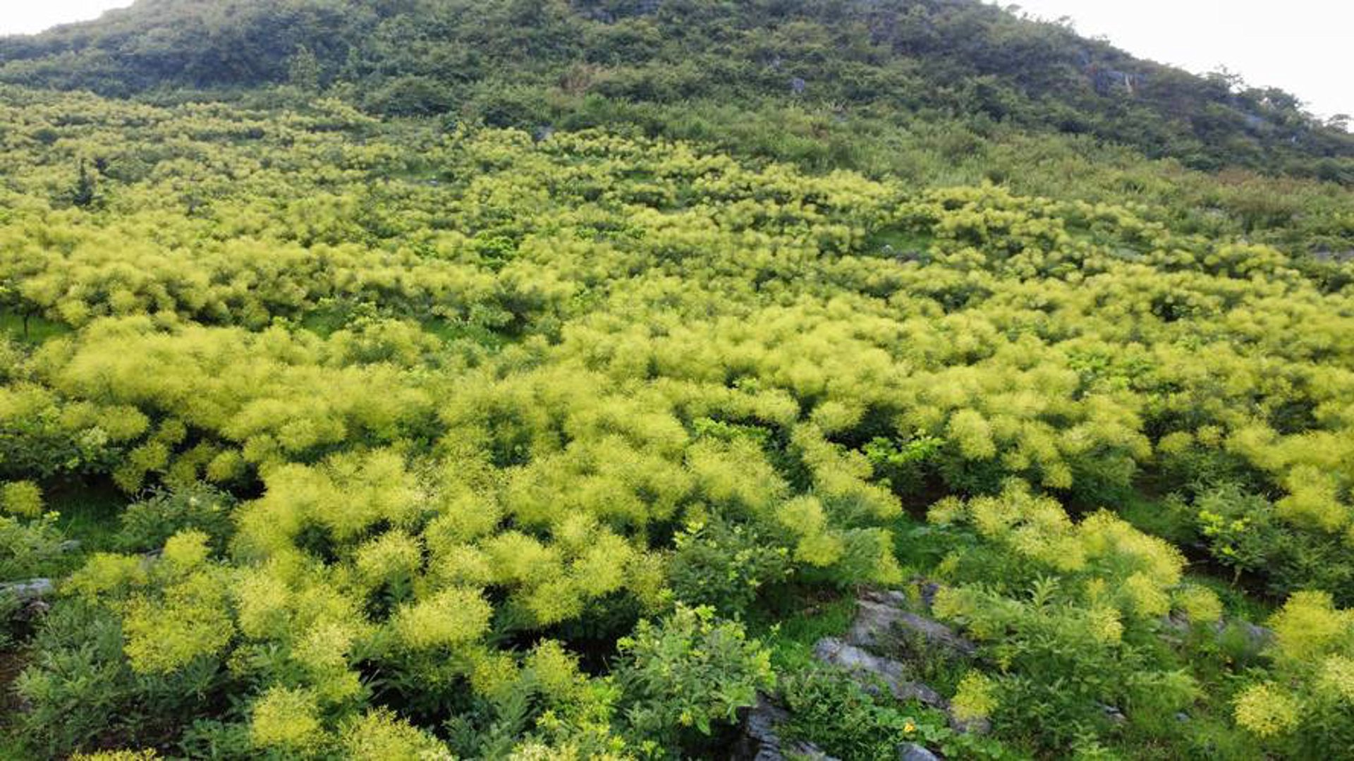 天海金槐种植